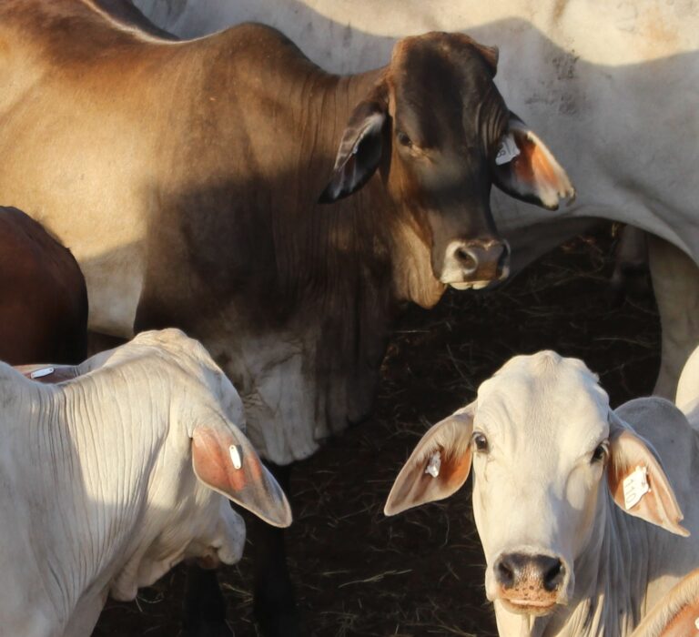 herd of cows with enduro tags