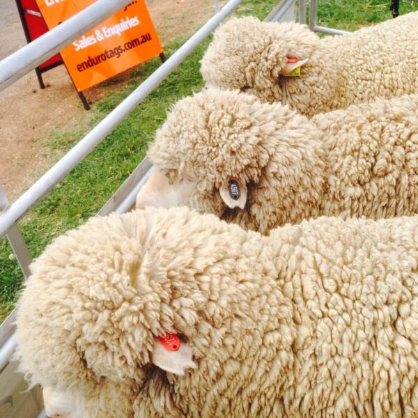 Combo 1 – Sheep Management Tag - Image 4