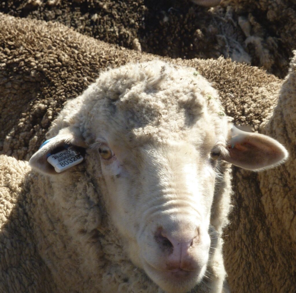 Combo 2 – Electronic NLIS Sheep - Enduro Tags