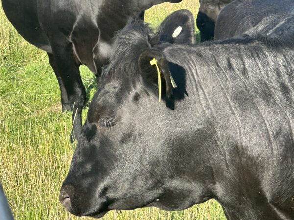 Combo 30 Enduro NLIS Cattle Tag - Image 4